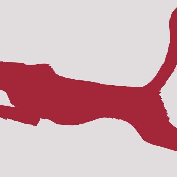 AR CHEETAH 11 RC Thumbnail