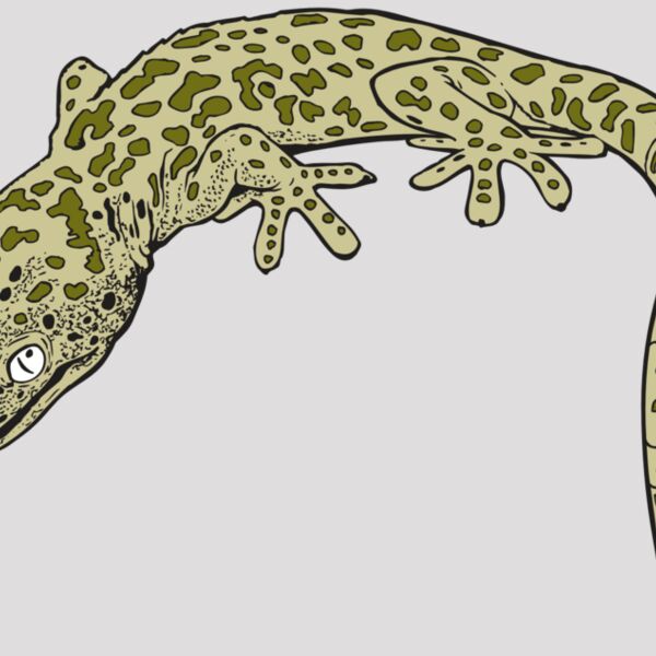 AR GEKO 19 RC Thumbnail