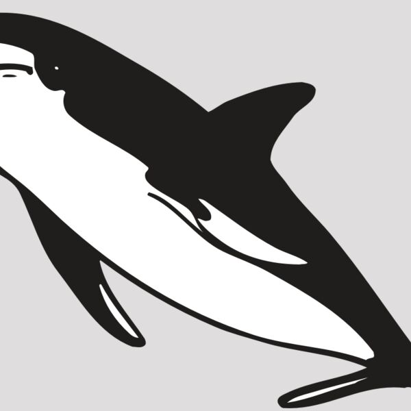 AR DOLPIN 13 RC Thumbnail