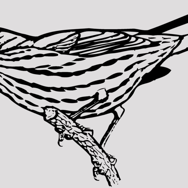 BIRD029 Thumbnail