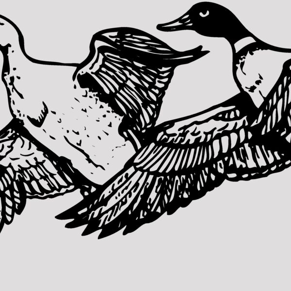 BIRD080 Thumbnail