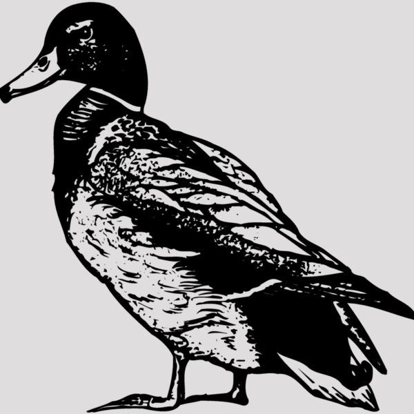 BIRD101 Thumbnail