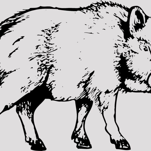 BOAR0003 Thumbnail