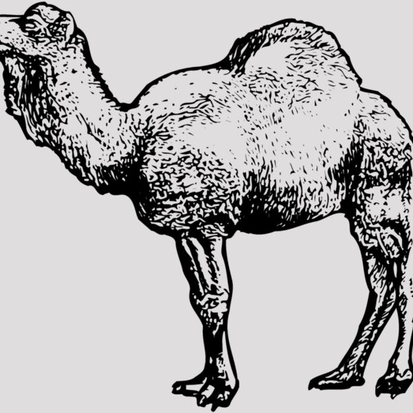 CAMEL001 Thumbnail
