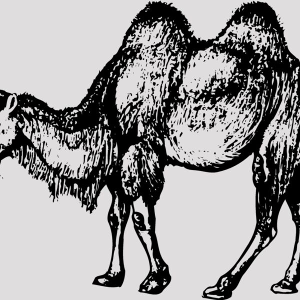 CAMEL002 Thumbnail