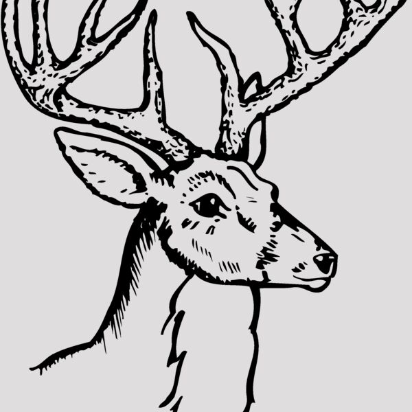 DEER017 Thumbnail