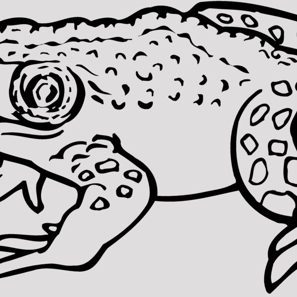 FROG02 Thumbnail
