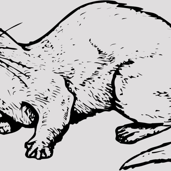 OTTER002 Thumbnail