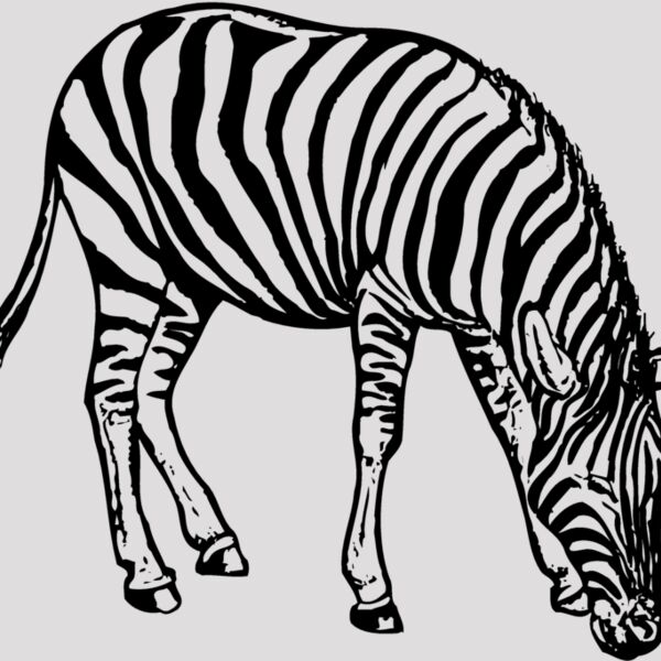 ZEBRA001 Thumbnail