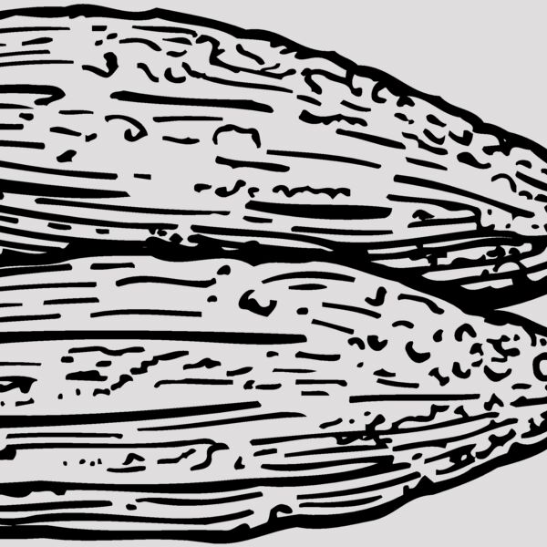 VEG005 Thumbnail